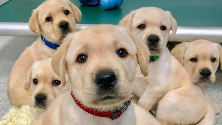 Alimentación saludable para mascotas en Santiago y regiones de Chile